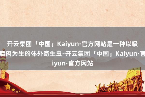 开云集团「中国」Kaiyun·官方网站是一种以吸血或食腐肉为生的体外寄生虫-开云集团「中国」Kaiyun·官方网站